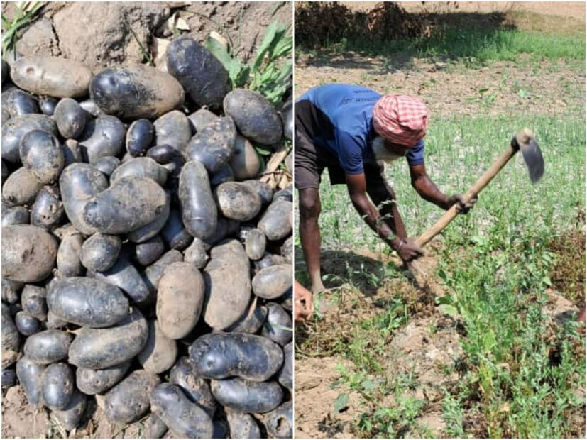 বিহারের টিকারি ব্লকের গুলরিয়াচক গ্রামে নিজের খেতে কালো আলুর বীজ রোপণ করেন কৃষক আশিস। গত ১০ নভেম্বর বীজ রোপণ করার ফল মেলে ১২০ দিন পরে। গত ১৩ মার্চ প্রথম কালো আলুর ফসল তোলেন আশিস।