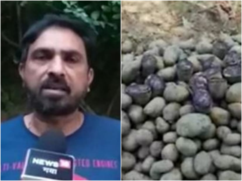 গত বছর ১৫০০ টাকা কেজি প্রতি দরে বীজ কিনেছিলেন আশিস। তার প্রায় এক মুঠো জমিতে রোপণ করেছিলেন। এখন আশিস কালো আলু অন্য কৃষকেও বিক্রি করছেন। ৩০০ থেকে ৫০০ টাকা প্রতি কেজি দরে বিকোচ্ছে এই আলু।