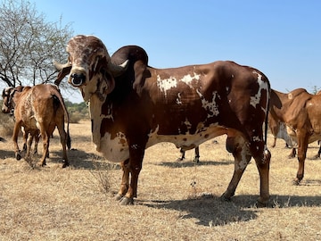 গাড়ি-বাড়ি নয়! এই ষাঁড় কিনতে নিতে হয়েছে ব্যাঙ্ক-লোন, দাম শুনলে ভিড়মি খাবেন