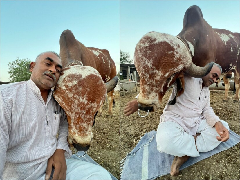 রাজকোটের গোন্ডালের এক ব্যক্তি৷ নাম রমেশভাই রূপারেলিয়া৷ তিনি গো-যতন নামের একটি সংস্থার মালিক৷ ৪২ লক্ষ টাকা দিয়ে তিনিই কিনেছেন এই বিশেষ ষাঁড়৷ কিন্তু, একটা ষাঁড়ের দাম ৪২ লক্ষ টাকা কেন? কী এমন বিশেষত্ব আছে এর মধ্যে? কী তার গুণাগুণ?
