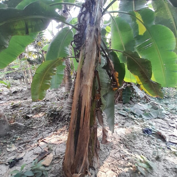 শরীরের ভেতর থেকে বিষ পরিষ্কার করার জন্য এই থোড়ের রস খুব উপযোগী এবং শরীরের হজমের অত্যন্ত সাহায্য করে।