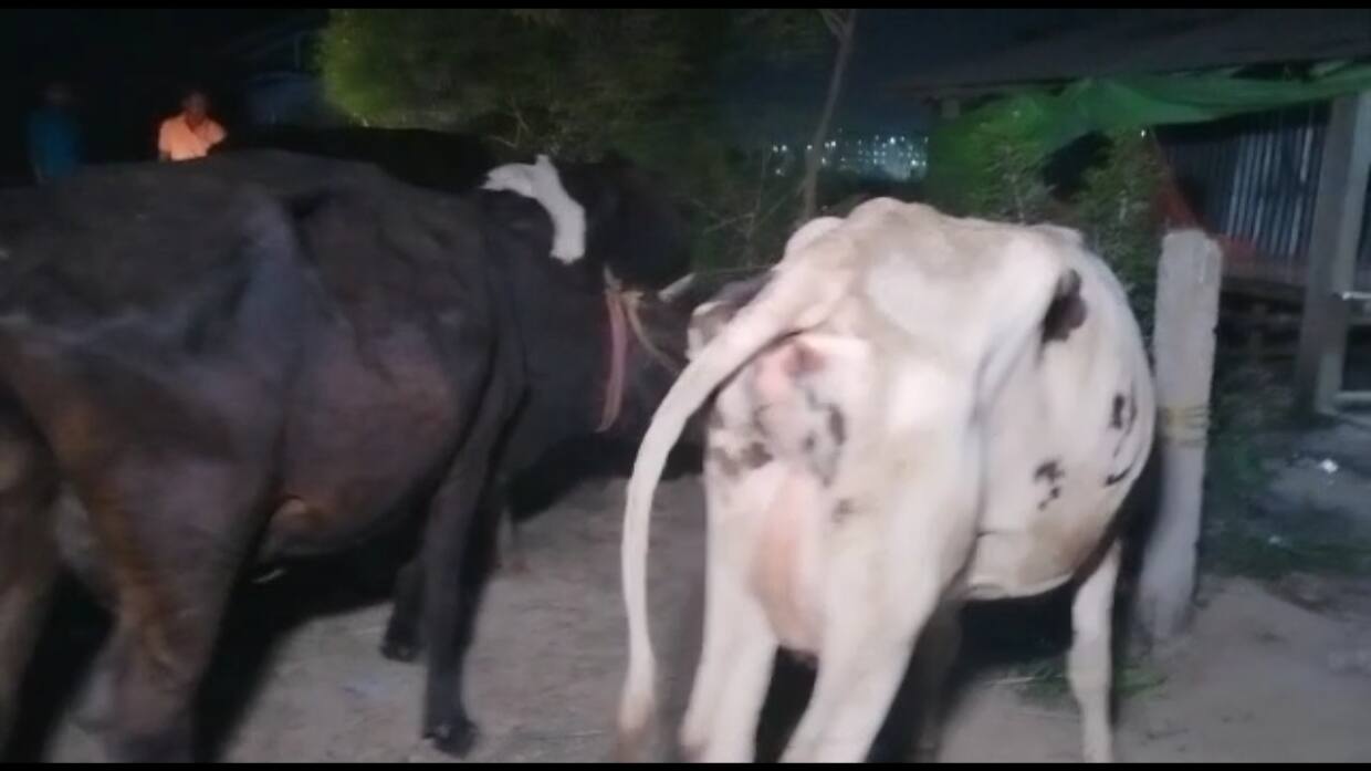 উদ্ধার হওয়া গরু