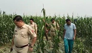  ভুট্টার জমিতে ছড়িয়ে ছিটিয়ে পড়ে রয়েছে রক্ত