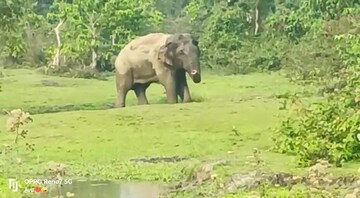 জলকেলি