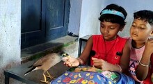 খুদে পড়ুয়ার সঙ্গে ক্লাসঘরে বসে সারা ক্ষণ স্কুলে 'পড়াশোনা করে' বন্ধু শালিকপাখিও