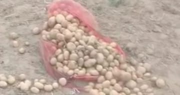 চাষের