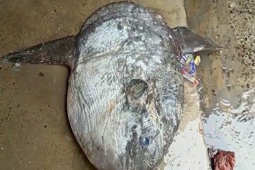 অদ্ভুত