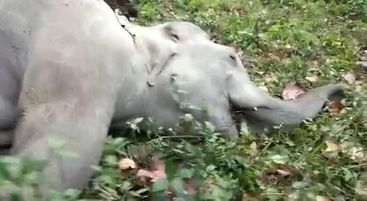 দুইদিনে উদ্ধার হল তিনটি হাতির মৃতদেহ!