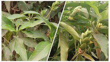 বাসক পাতার রস ম্যাজিকের মতো দূর করে সর্দি-কাশি-জমা কফ, রইল ব্যবহারের সঠিক নিয়ম