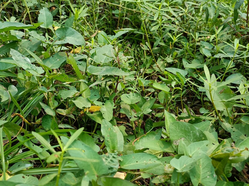 এছাড়াও কলমি শাকে থাকা আয়রণ রক্তে লোহিত কণিকার সংখ্যা বৃদ্ধি পায়।   আমাশা হলে কলমিপাতার রসের সঙ্গে আখের গুড় মিশিয়ে শরবত বানিয়ে সকাল-বিকাল নিয়মিত খেলে আমাশার উপশম হয়।  ( ছবি ও লেখা: নবাব মল্লিক)