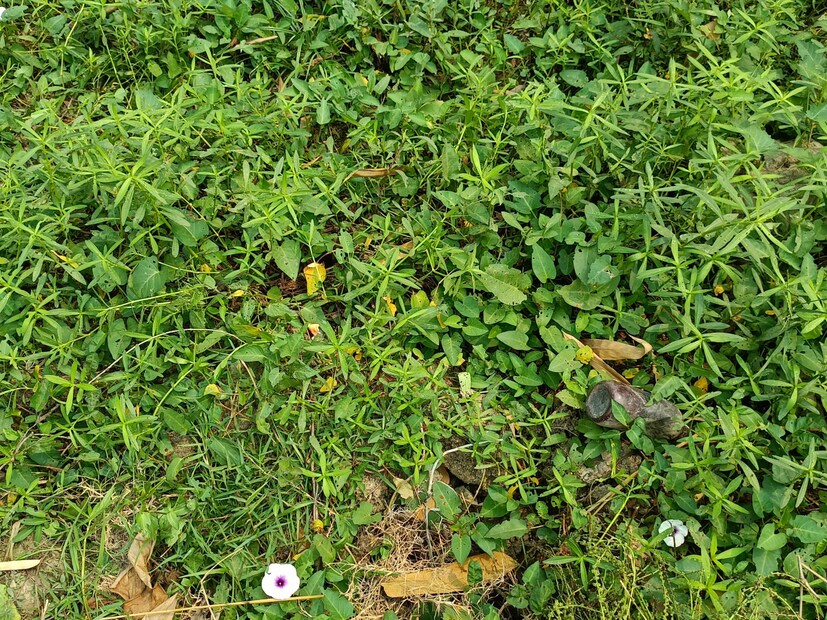 তবে ইউরিক আ্যসিডের সমস্যায় যারা ভুগছেন অথবা কিডনির সমস্যায় যারা ভুগছেন তাদের এই শাক না খাওয়াই ভাল।  ( ছবি ও লেখা: নবাব মল্লিক)