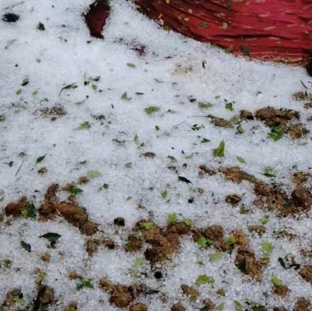 পান ও বোরো ধান চাষের ক্ষতি হবে এই বৃষ্টিতে। প্রসঙ্গত শনিবার সকাল থেকে পশ্চিম মেদিনীপুর ঝাড়গ্রাম জেলা জুড়ে কালো মেঘে ডেকেছিল দফায় দফায় বিভিন্ন ব্লকে বৃষ্টি হয়। এর মাঝেই দাঁতন ব্লকের বিস্তীর্ণ এলাকায় এবং মোহনপুর ব্লকের শিলাবৃষ্টি লক্ষ্য করা যায়। অফিসের পূর্বাভাস মতোই রাতের তাপমাত্রা নামবে। (লেখা ও ছবি:   Ranjan Chanda)