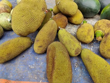 সমগ্র জায়গায় চলছে এঁচোড় বিক্রি সমগ্র জায়গায় চলছে এঁচোড় বিক্রি