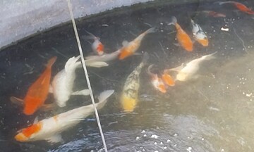 বায়োফ্লকে