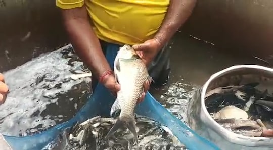 মাছের