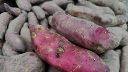 সাধারণত এই আলু লাল বা হালকা গোলাপি রঙের হয়ে থাকে সাধারণত এই আলু লাল বা হালকা গোলাপি রঙের হয়ে থাকে