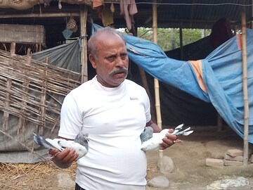  পায়রা