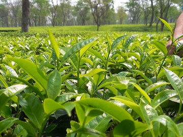 নতুন