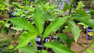 ইনসুলিন গাছ