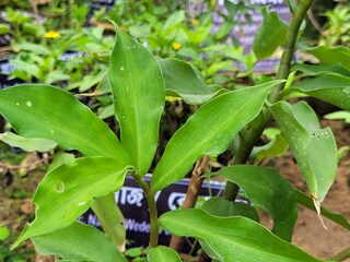 ইনসুলিন গাছ