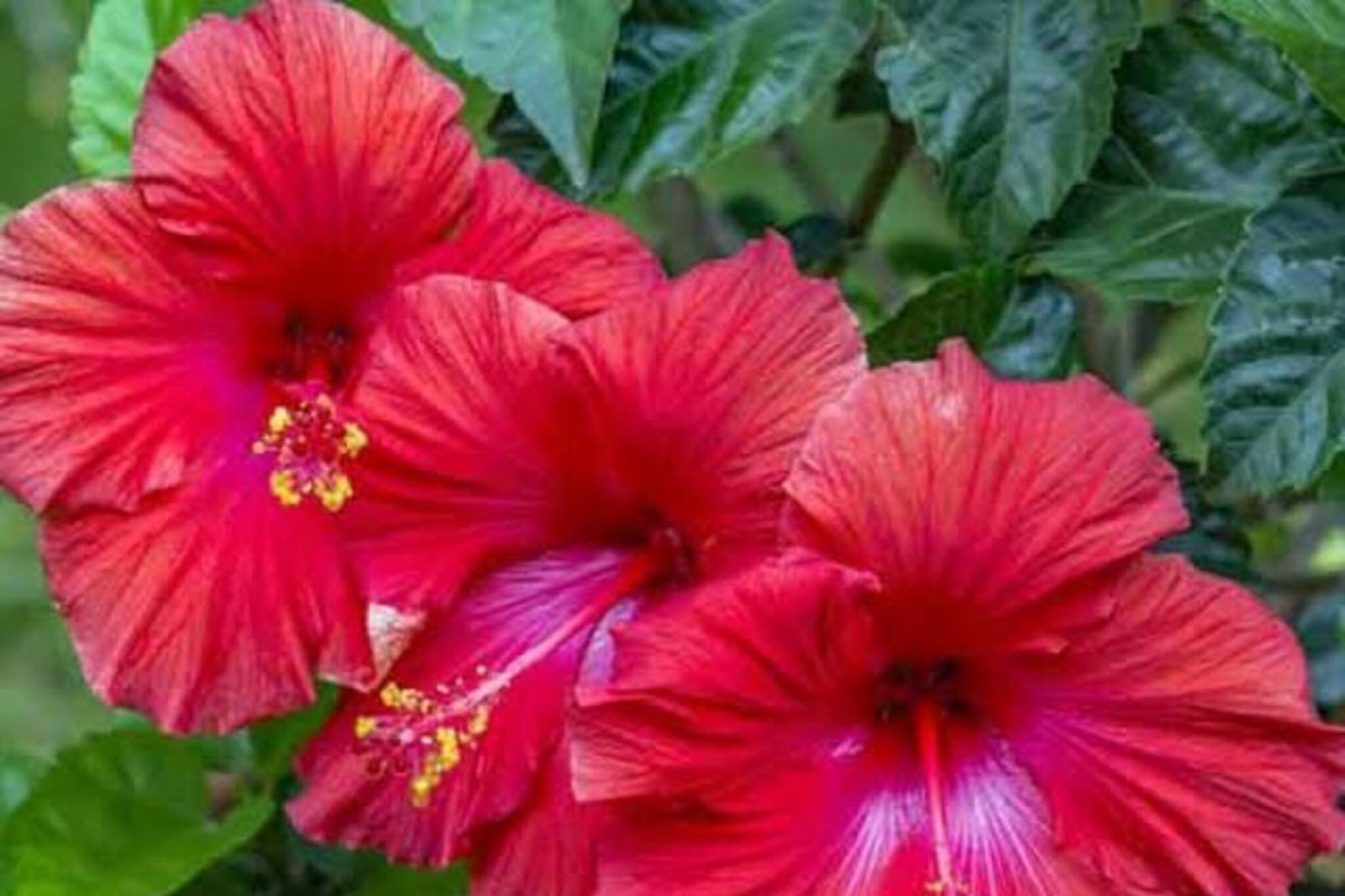 চিরচেনা জবাফুল রাখুন ডায়েটে, আপনি থাকবেন সুস্থ সবল এবং নীরোগ