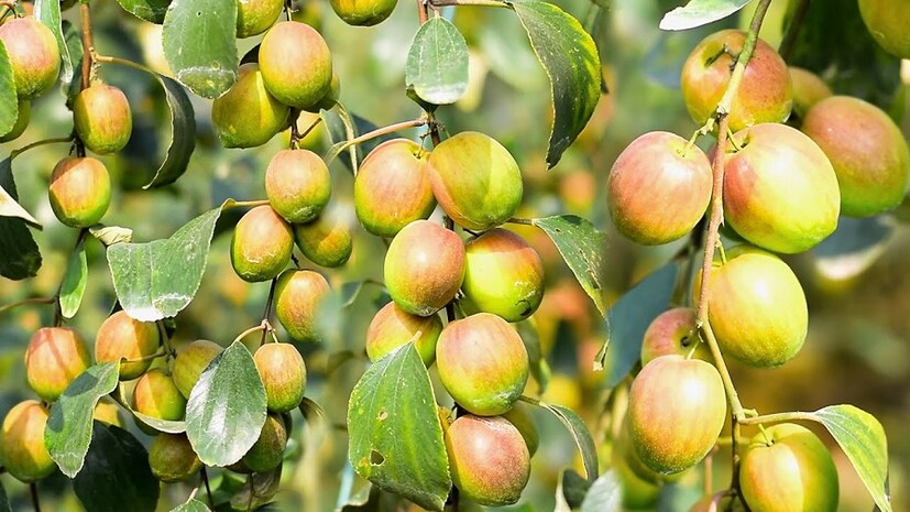 কুল গাছকে অশুভ মনে করা হয়। বলা হয় এই গাছ বাড়ির আশে পাশে থাকলে ভয় বাসা বাঁধে। তাই বাড়ি থেকে দূরেই কুল গাছ লাগান। photo source collected 