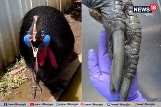 পৃথিবীর সবথেকে বিপজ্জনক এবং ভয়ঙ্করতম সেই পাখির নাম ক্যাসোয়ারি৷