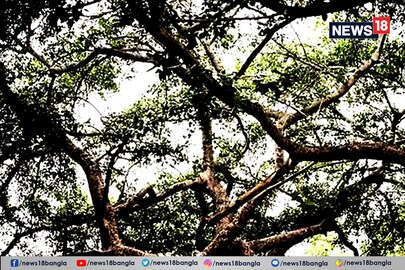 The Banyan Tree has long roots and some of them even touch the ground, indicating it has been growing over the years.
