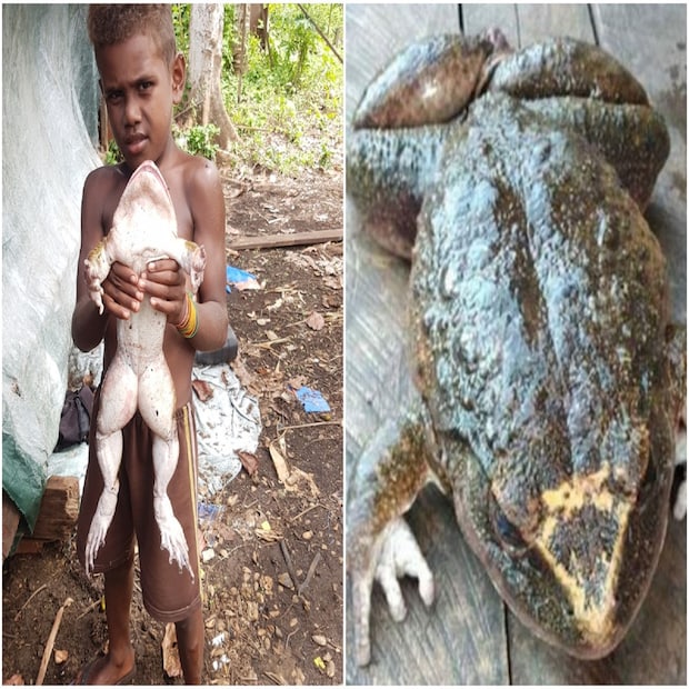 ফনা অ্যান্ড ফ্লোরা ইন্টারন্যাশনাল, বার্ডলাইফ ইন্টারন্যাশনাল এবং ওয়াইল্ডলাইফ কনজারভেশন সোসাইটি দ্বারা পরিচালিত কনজারভেশন লিডারশিপ প্রোগ্রামের অধীনে এই সংরক্ষণের কাজটি শুরু হয়েছে।