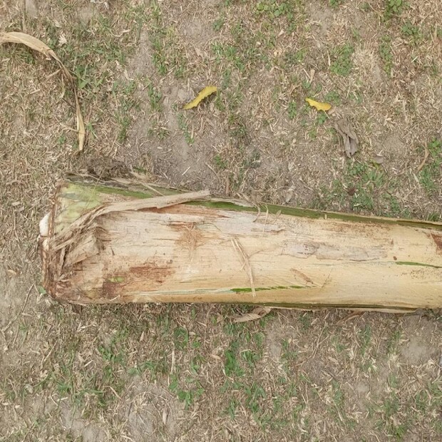 এই থোড়ের রস যদি ঠিকঠাক ভাবে খাওয়া যায় তাহলে শরীরের ওজন কমাতেও সাহায্য করবে।
