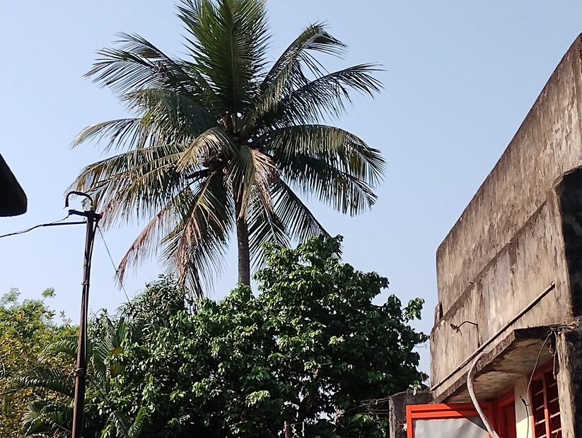 প্রতিবছর গ্রীষ্মকালে কাঠফাটা গরম পরে বাঁকুড়া জেলায় এবং তার সঙ্গে সঙ্গে  বৃষ্টির পরিমাণও যথেষ্ট বেশি থাকে। এই বছর প্রথম দফায় বৃষ্টিপাত হয়ে গিয়ে রোদ ঠিকরে পড়ছে। আবার রবিবার থেকেই বৃষ্টিপাতের আগাম পূর্বাভাস। সূর্যের তাপ বাড়লে নিম্নচাপ ঘনীভূত হওয়ার সম্ভাবনা বেশি আর সেই কারণেই শুরু হতে পারে কালবৈশাখী। Input- Nilanjan Banerjee