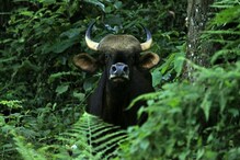 প্রাতঃভ্রমণে বেরিয়ে বাইসনের শিকার মহিলা, কালচিনিতে শোরগোল!