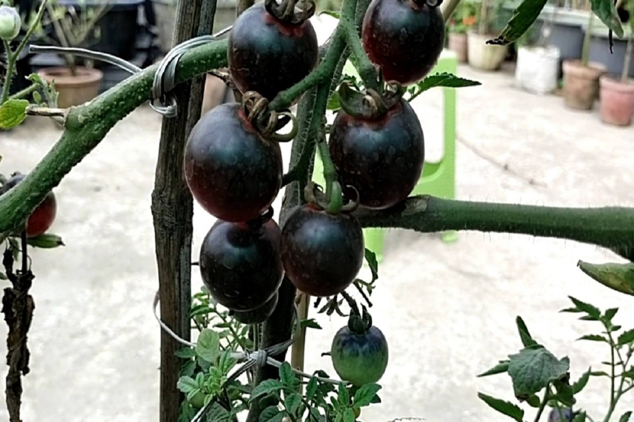 Black Tomato Farming: লাল টুকটুকে নয়, কালো কুচকুচে এই টমেটো ক্যানসার প্রতিরোধক, জানুন