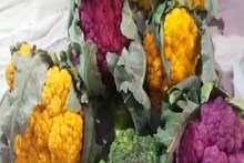 হলুদ ও গোলাপি ফুলকপির চাহিদা তুঙ্গে, দাম প্রায় ৮০ টাকা প্রতি কেজি