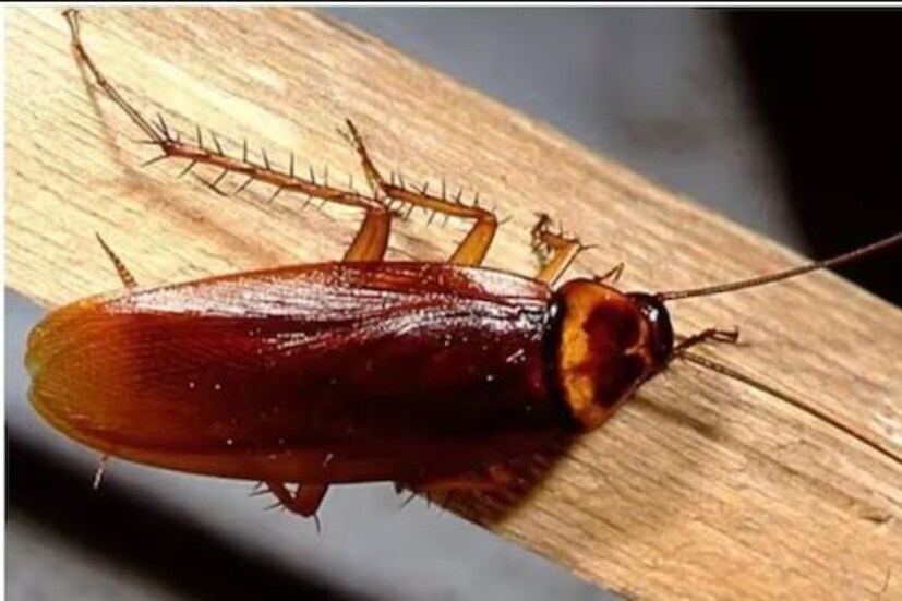 তখন এক সপ্তাহের মধ্যে আরশোলাটি মরে যায়।(প্রতীকী ছবি)