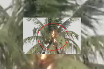 নারকেল