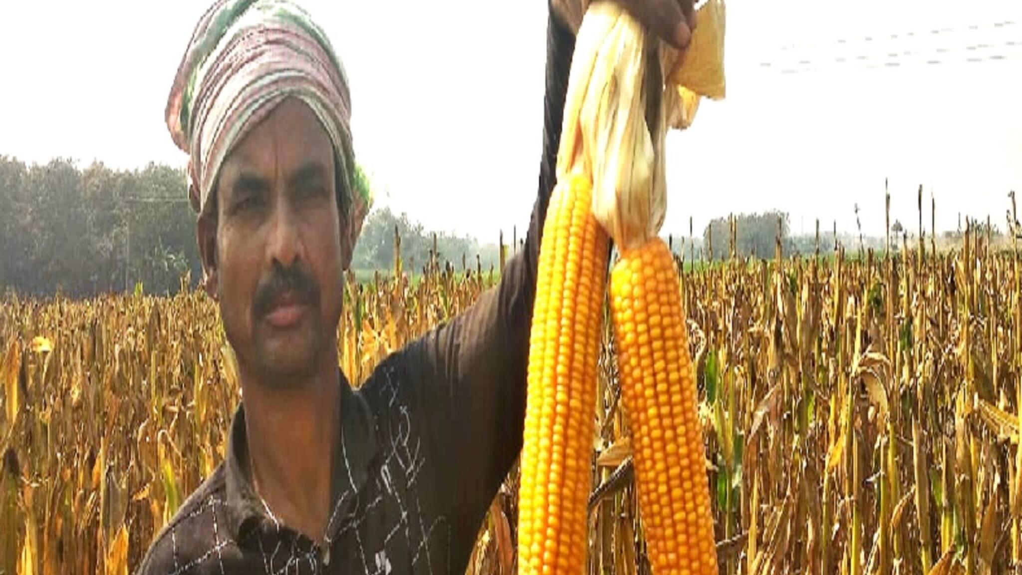 Nadia News: ভুট্টা চাষে বিরাট লাভ করছেন নদিয়ার কৃষকরা