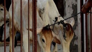 গোয়ালঘরে অতর্কিতে হানা গোয়ালঘরে অতর্কিতে হানা