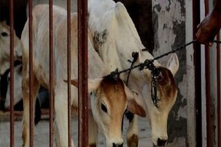গোয়ালঘরে অতর্কিতে হানা 