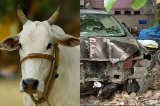 ইনোভা গাড়িতে গরু। (প্রতীকী ছবি, pixabay)