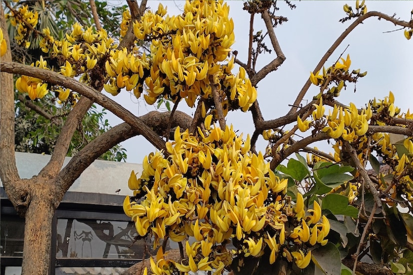 *মার্চে শুরুতেই গরমের অনুভূতি হচ্ছে যথেষ্ট। বেলার দিকে গরম বাতাস বইছে। থাকছে আর্দ্রতাজনিত অস্বস্তি। আগামী দিনে তাপমাত্রার পারদ আরও অনেকখানি বাড়বে। তারমধ্যেই উত্তরবঙ্গের বেশ কিছু জায়গায় বজ্রবিদ্যুৎ-সহ বৃষ্টিপার সম্ভাবনা। ফাইল ছবি। 