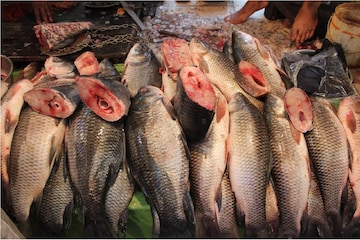 গঙ্গার