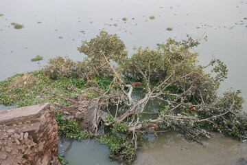 গঙ্গার