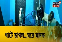 সামনে ছাগল সাজিয়ে পিছনে এ কীসের কারবার? সল্টলেকে মারাত্মক কাণ্ড, দেখুন