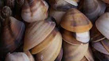 ঝিনুকের