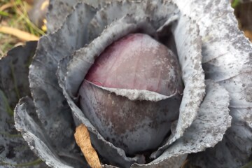 বেগুনি
