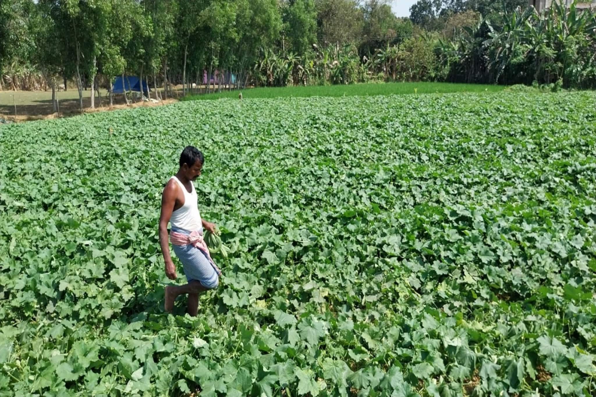 West Midnapore News: ধানে মন নেই, এই বীজ দিয়ে চাষ শুরু ভাস্করের, রাতারাতি মালামাল! আপনিও করবেন নাকি?