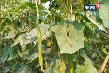 ঝিঙের এত গুণ জানতেন না নিশ্চিত! রোজ পাতে রাখুন, মিলবে ম্যাজিকের মতো রোগমুক্তি