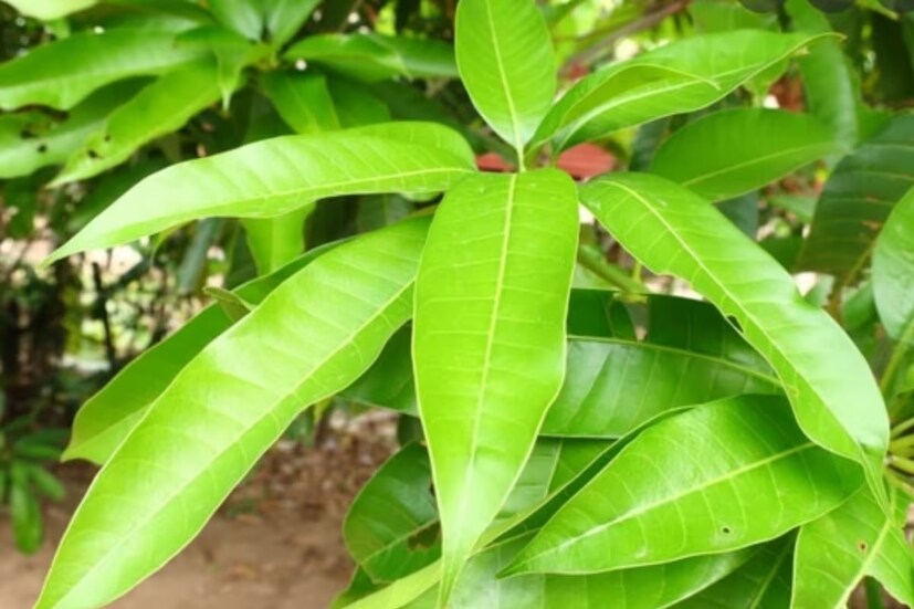 আমের গুণাগুণ সম্পর্কে জানলেও আম পাতার গুণাগুণ সম্পর্কে অনেকেই জানেন না। আম পাতা খেলে ডায়াবেটিস নিয়ন্ত্রণের পাশাপাশি ওজন কমে। আমপাতায় রয়েছে ক্যান্সার প্রতিরোধক গুণ।আম পাতা পেটের আলসার নিরাময়েও অত্যন্ত উপকারী। 