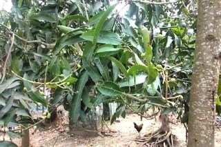 আমের মুকুল  ও সবজির ক্ষতি 